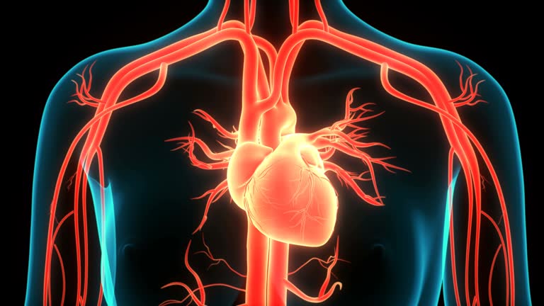 60 Anatomical Heart Silhouette Stock Videos and Royalty-Free Footage - iStock | Mature couple dancing 60 Anatomical Heart Silhouette Stock Videos and Royalty-Free Footage - iStock | Mature couple dancing