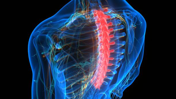 istock Spinal Cord Vertebral Column Thoracic Vertebrae of Human Skeleton System Anatomy 1272913205