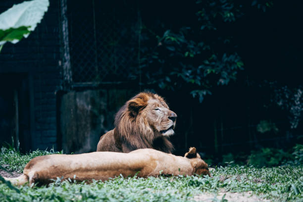 istock Lion and Lioness 1272913289