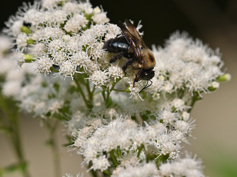 Carpenter bee on cluster of white snakeroot flowers. This bee drills a perfectly round hole in wood to lay its eggs. Snakeroot is toxic to grazing animals, which can pass on the poison through their milk. The root of this plant was once thought to cure snakebites.