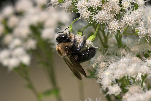 Carpenter bee clinging to three white snakeroot blossoms. This bee drills a perfectly round hole in wood to lay its eggs. Snakeroot is toxic to grazing animals, which can pass on the poison through their milk. The root of this plant was once thought to cure snakebites.