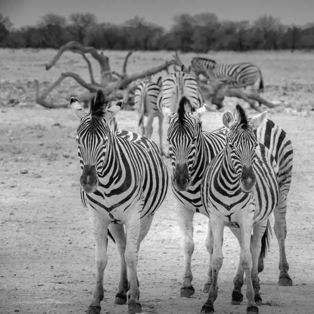 istock Zebra trio in Etosha National Park - Namibia 1272916066