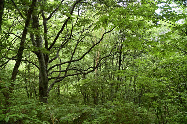 istock Natural scenery in the forest in early summer 1272916092
