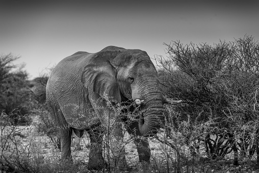 black and white image of large mud covered elephant eating from thorn bushes in Etoshaa, Namibia