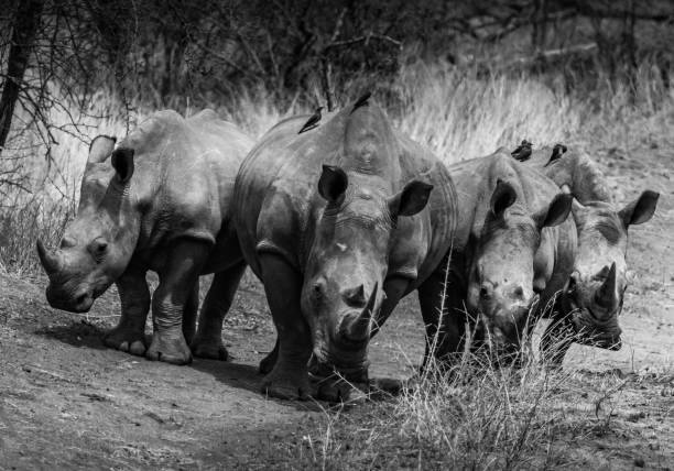 istock Four white Rhino standing abreast- south Africa 1272916191