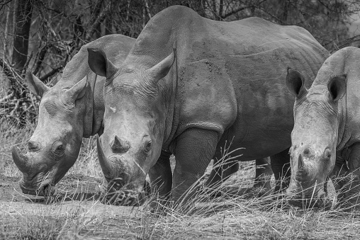 black and white image of three white rhino grazing- from on