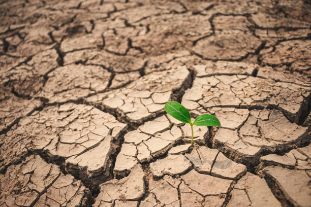 istock Growth of trees in drought crisis, Living with tree drought. 1272916886