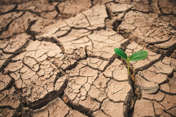istock Growth of trees in drought crisis, Living with tree drought. 1272916930