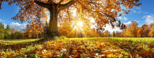 güneşli günde sonbaharda parkta ağaçlar - fall stok fotoğraflar ve resimler