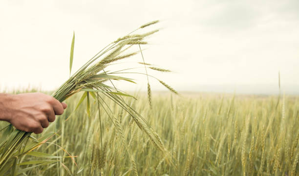 istock Beautiful view. Male hand holding wheat 1272918029