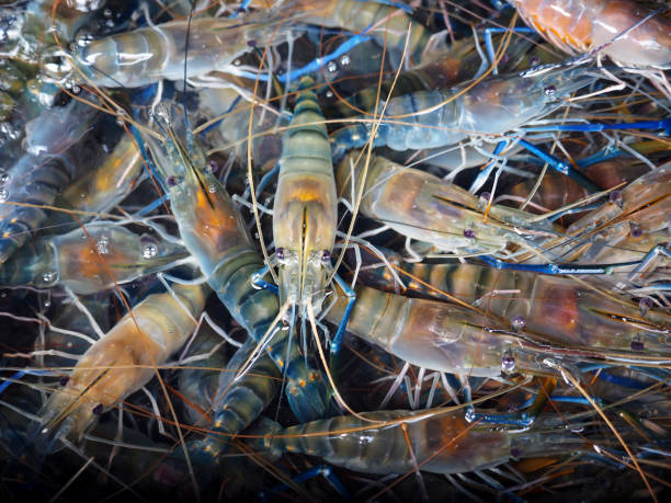 fresh river prawn fresh alive river prawn in clear water, raw food ingredient river crab stock pictures, royalty-free photos & images