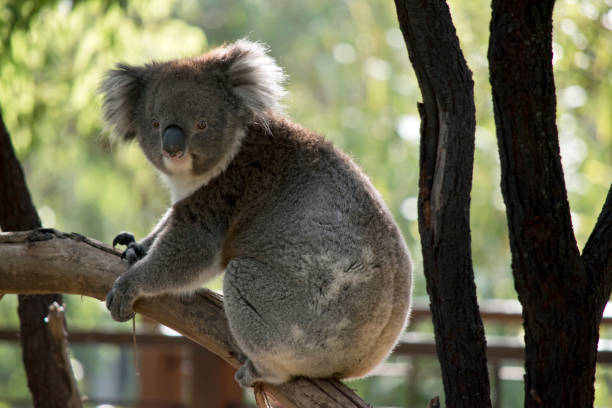 istock the koala is walking on a branch 1272919184