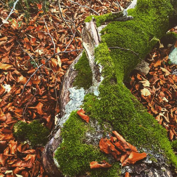 istock Tree roots, nature, leaves, autumn 1272919260