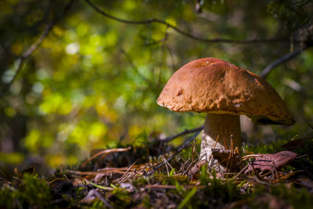 istock big cep mushroom grow in forest moss 1272919960