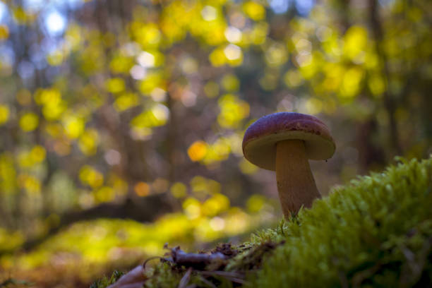 istock cep mushroom grow in forest moss 1272919985