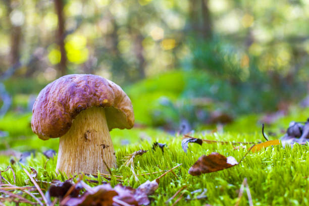 istock porcini mushroom in wood moss 1272919987