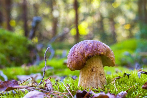 istock porcini mushroom in forest moss 1272919999