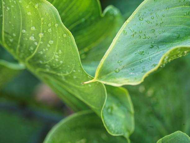 istock Green vibrant wet Calla Lily leave 1272922111