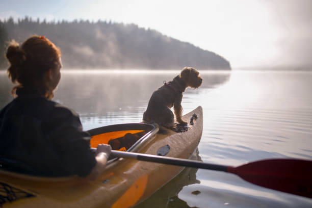 istock Kayaking At The Morning With A Dog Sitting At The Front 1272923733