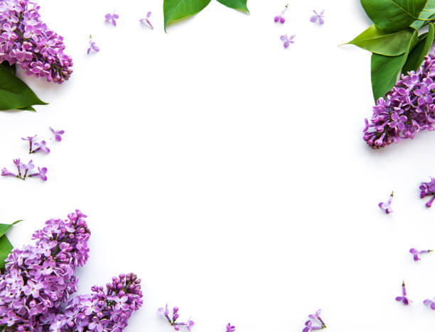 istock Lilac flowers on a white background 1272923788
