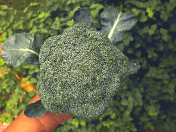istock Fresh fruits and vegetables 1272924954