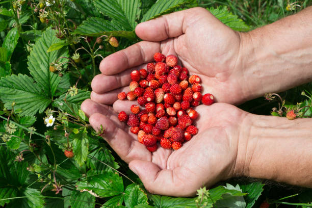 istock The man brought in his hands ripe forest strawberries. 1272926232