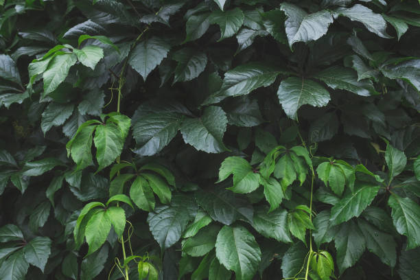 istock Natural green leaves wall background with rain drops 1272927150