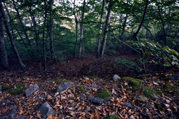 natural park of the moncayo in summer