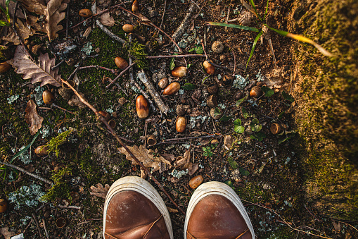 Feet in sneakers on ground with autumn oak leaves and acorns, top view.