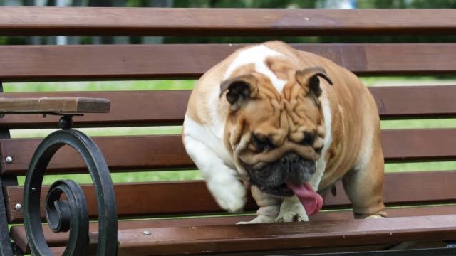 Funny purebred English bulldog resting on a bench in a city park