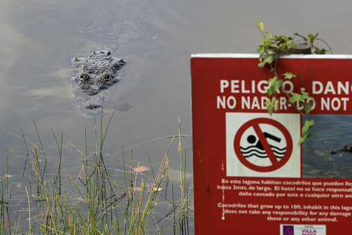 Guatemala, Central America: Crocodile swimming in the water next to the sign - swimming prohibited