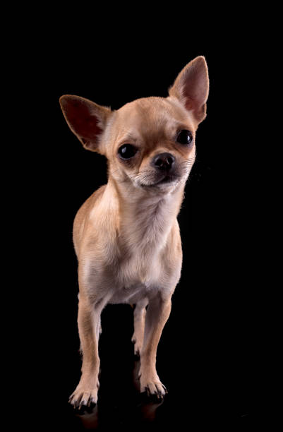 istock purebred chihuahua 1272931061