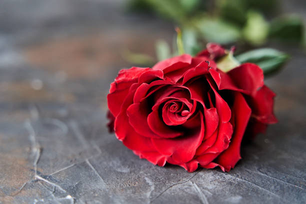 istock Red rose on dark background. Place for text. Copy space 1272931749