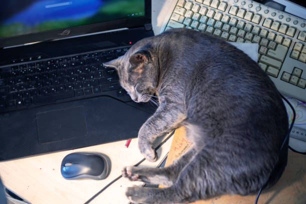 gray burmese cat sleeping sweetly on a laptop in the office under a lamp, horizontal format - animal cute exhaustion technology imagens e fotografias de stock
