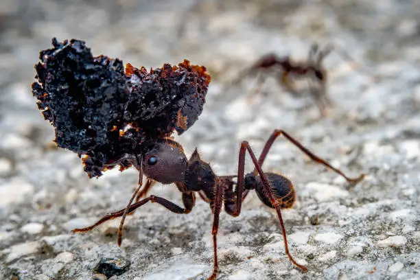 Photo of leaf cutter ant