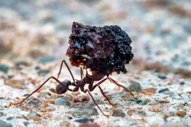 Photo of leaf cutter ant