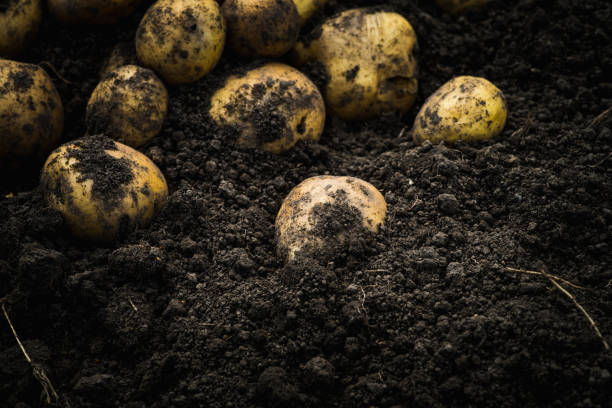 istock Freshly harvested yellow potatoes on the ground 1272934728