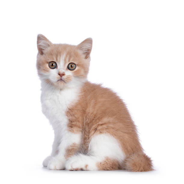 istock Creme with white british shorthair cat on white 1272934981