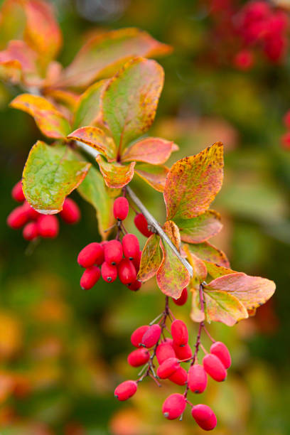 istock Berberis branch with fresh ripe berries on blurred background. 1272935913