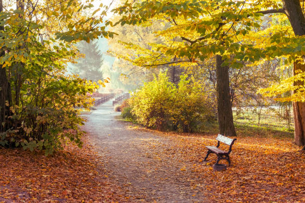 istock Footpath in a beautiful colorful autumn park 1272936087