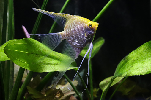 Angel fish on a planted tank