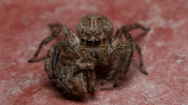 istock female spider eats male spider after mating 1272936204