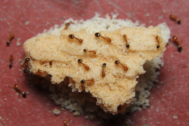 Red ant feeding stock photo