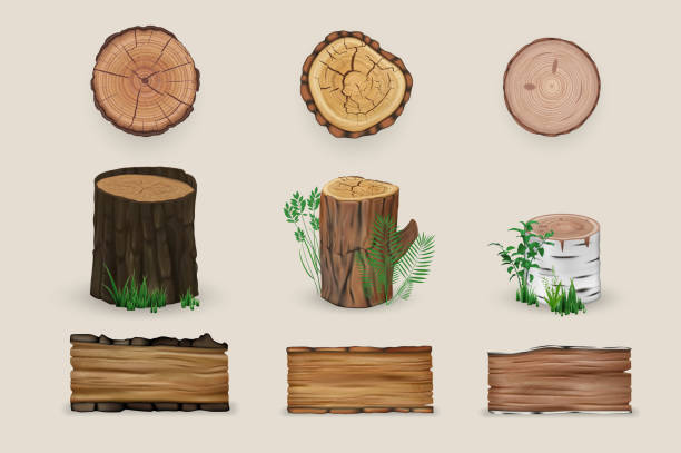 realistyczna kolekcja zestawów drewnianych - tree ring stock illustrations