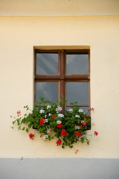 istock white red flowers on the window in Roades, Brasov, 2019 1272938610
