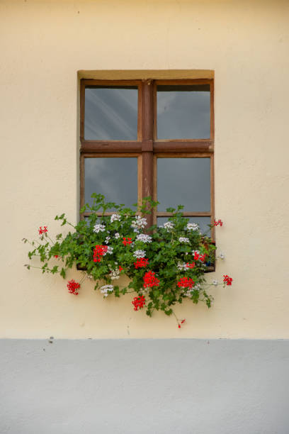 istock white red flowers on the window in Roades, Brasov, 2019 1272938617