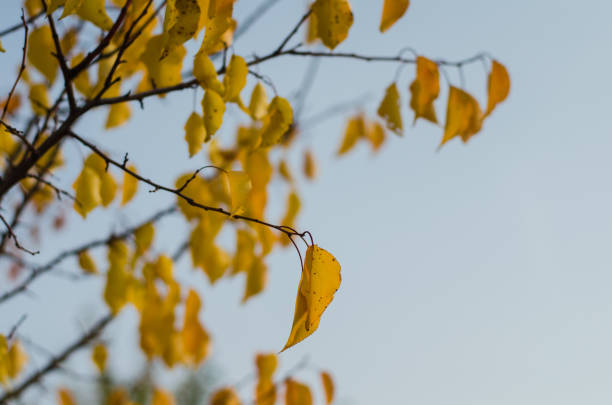istock bright yellow autumn leaves on tree branches against the sky 1272939198