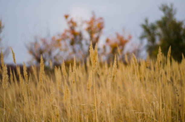 istock dry grass with spikelets in an autumn field 1272939295