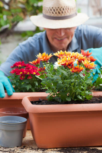 istock Mature smiling gardener working with flowers 1272940122
