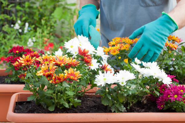 manos de jardinero macetas flores en invernadero o jardín - crisantemo fotografías e imágenes de stock